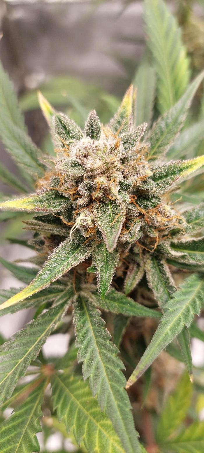 Apricot. Week 7 - Noch wenige Tage