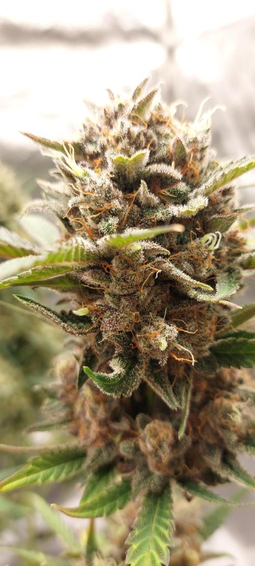 Apricot. Week 9 - Weeks