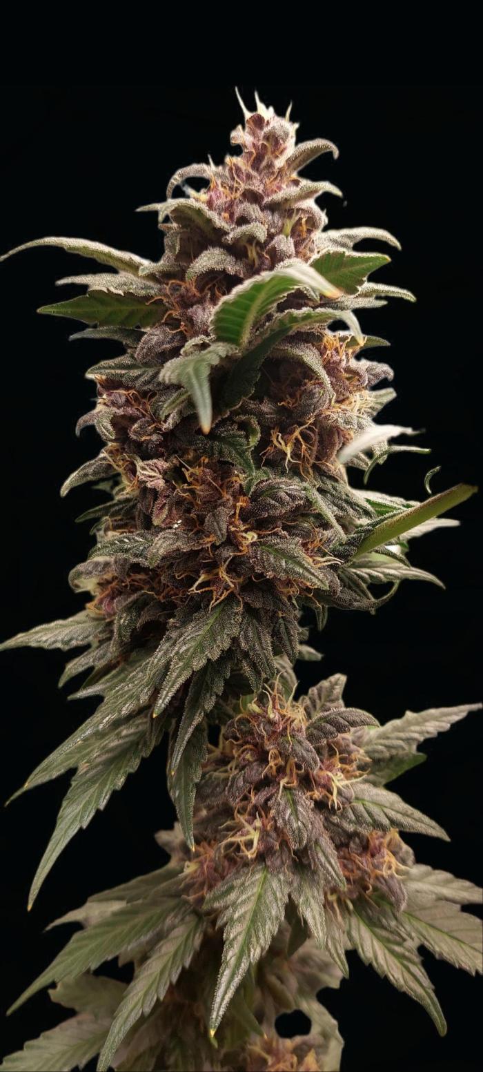 Banana Purple Punch Keim 23.10 25. Week 5 - Beste