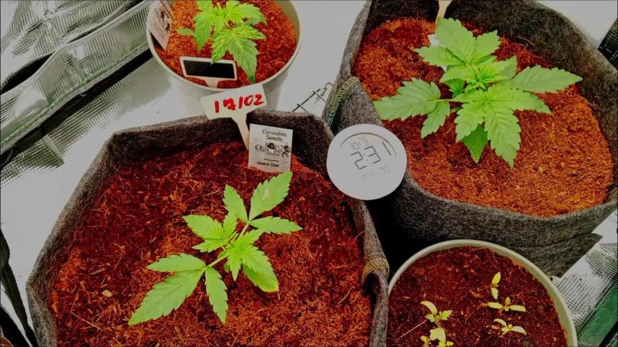 RQS - Easy bud (First real grow)