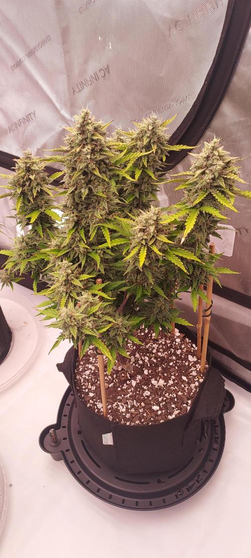 Apple Strudel Auto. Week 9 - Day 66 - super frosty!