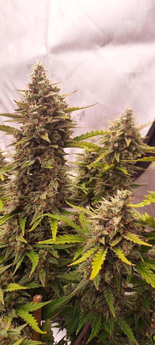 Apple Strudel Auto. Week 9 - Day 65 - main cola, looking solid