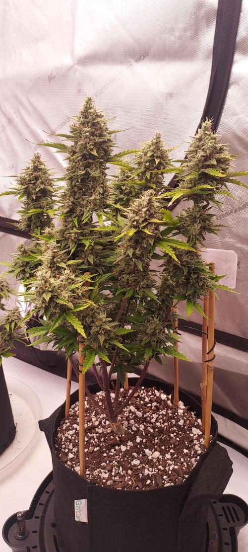 Apple Strudel Auto. Week 9 - Day 65 - switched to VPS support in reservoir 