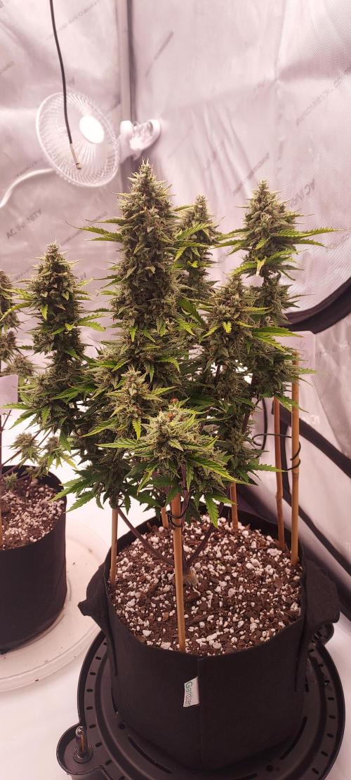 Apple Strudel Auto. Week 9 - Day 63 - getting built! 