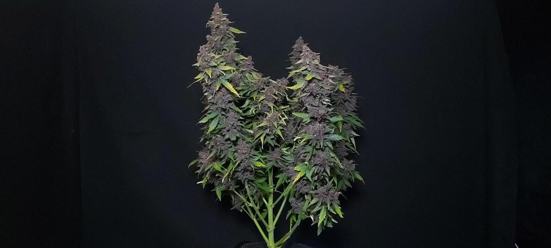 Northern Lights Auto - First Autopot Try. Week 9