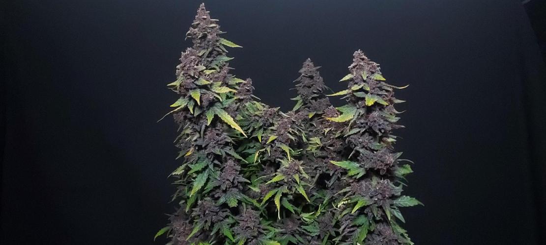 Northern Lights Auto - First Autopot Try. Week 9