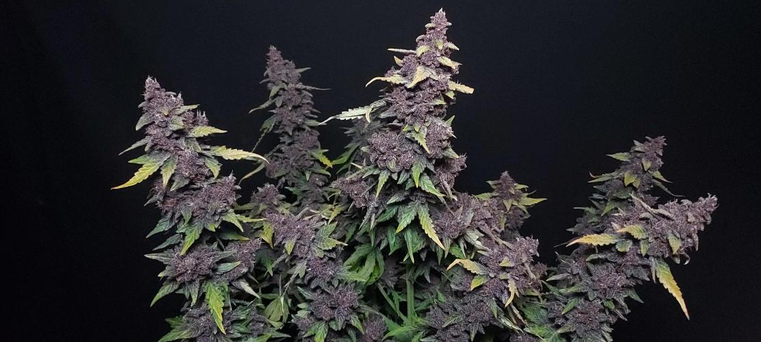 Northern Lights Auto - First Autopot Try. Week 9