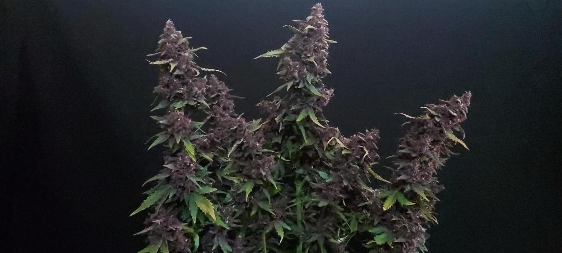 Northern Lights Auto - First Autopot Try. Week 9