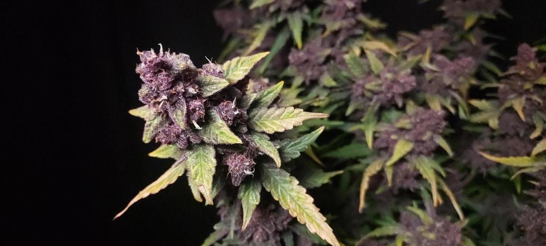 Northern Lights Auto - First Autopot Try. Week 9