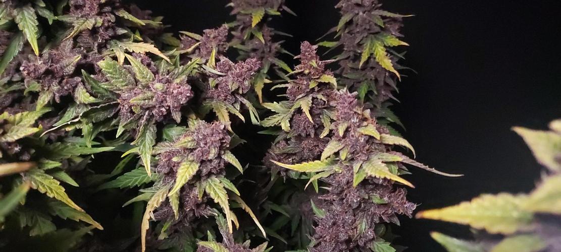 Northern Lights Auto - First Autopot Try. Week 9