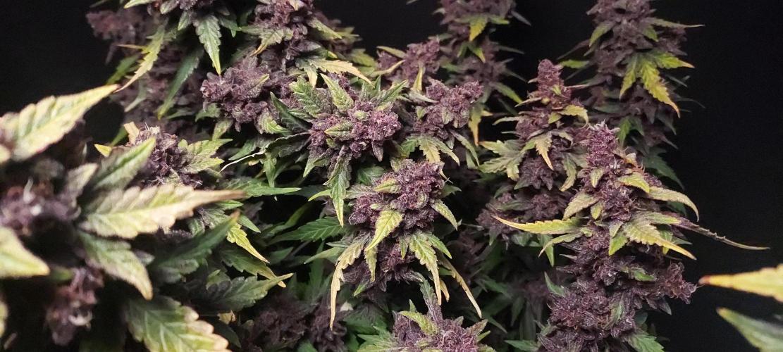 Northern Lights Auto - First Autopot Try. Week 9