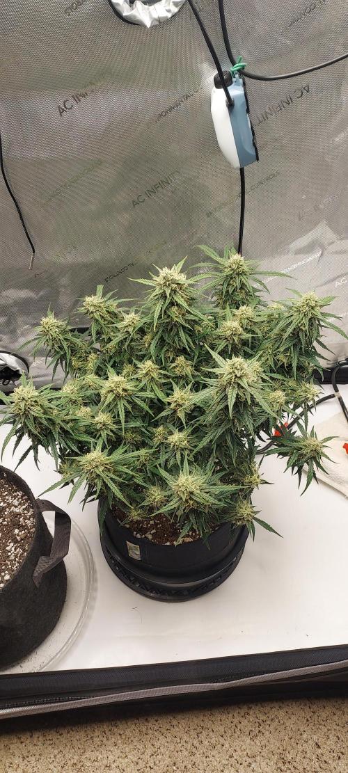 Northern Lights Auto - First Autopot Try. Week 9 - Day 68 - Filling out, she looks like a layer of frost hit her