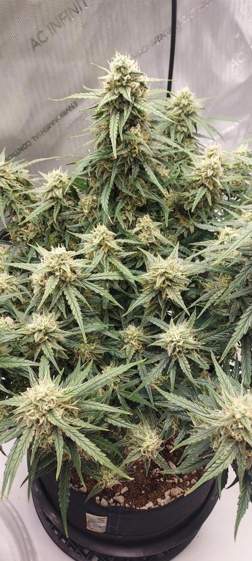 Northern Lights Auto - First Autopot Try. Week 9 - Day 68 - Crazy how many bud sites developed 