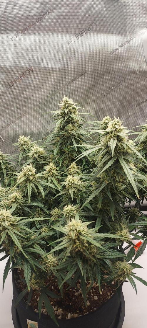 Northern Lights Auto - First Autopot Try. Week 9 - Day 68 - A Nice Skyline