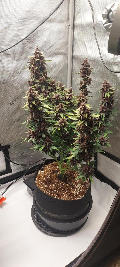 Northern Lights Auto - First Autopot Try. Week 9 - Day 64 - This was 3 days without water from the autopots, ripening up!