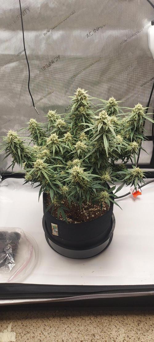 Northern Lights Auto - First Autopot Try. Week 9 - Day 63