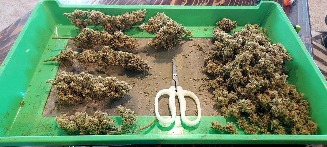 Z-Up Auto. Week 11 - Great looking tray here!