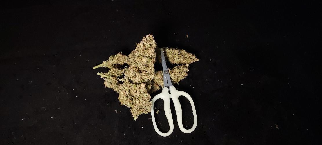 Z-Up Auto. Week 11 - Perfection, in my book!