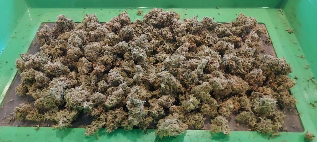 Z-Up Auto. Week 11 - Not bad for a single auto!!!!