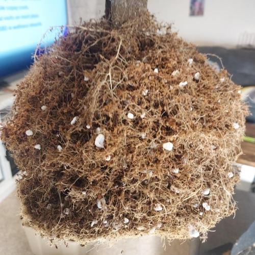 Z-Up Auto. Week 11 - Nice rootball for a first autopot try, let's get bigger!!