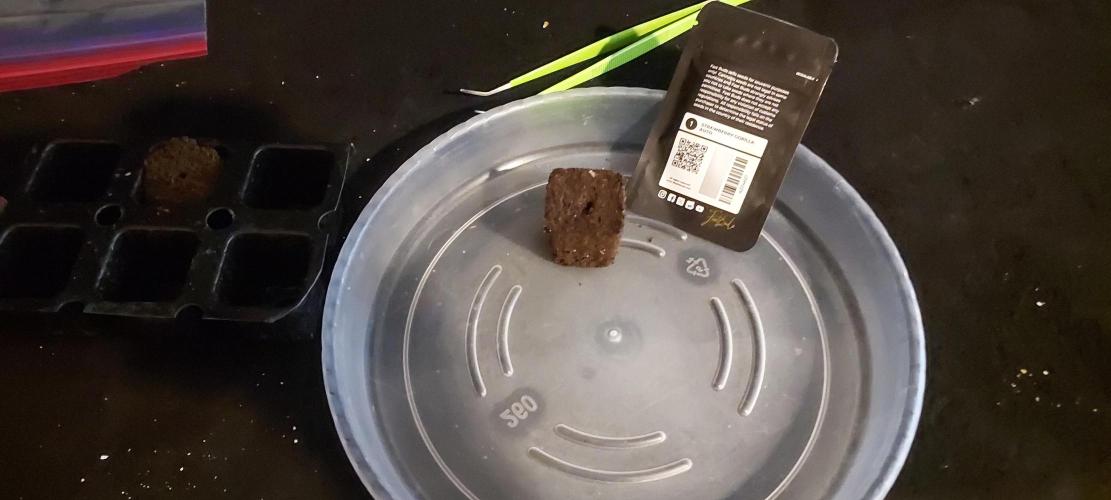 Strawberry Gorilla Auto - 3 Gallon Soil. Week 0 - Standard set-up