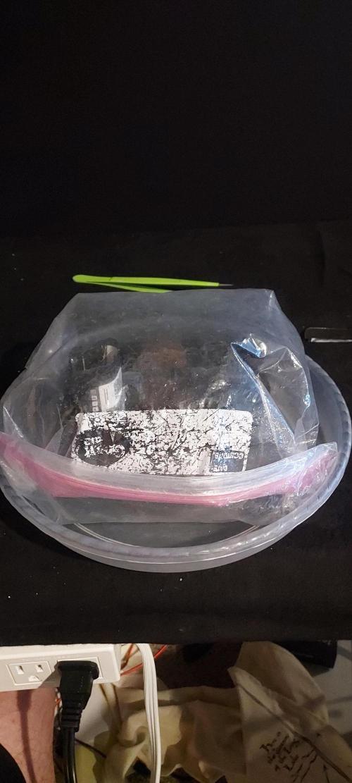 Strawberry Gorilla Auto - 3 Gallon Soil. Week 0