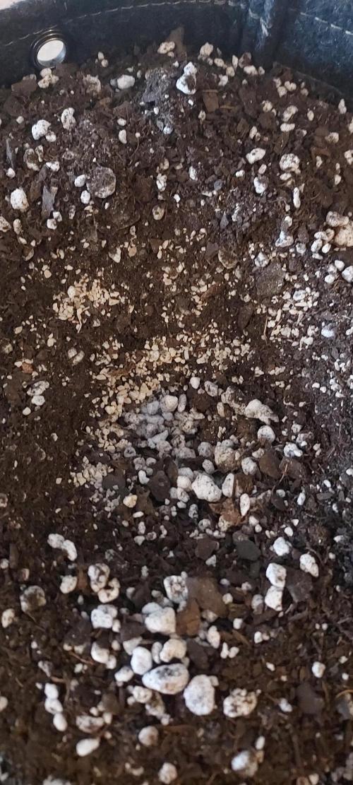 Strawberry Gorilla Auto - 3 Gallon Soil. Week 0 - Mykos in hole!