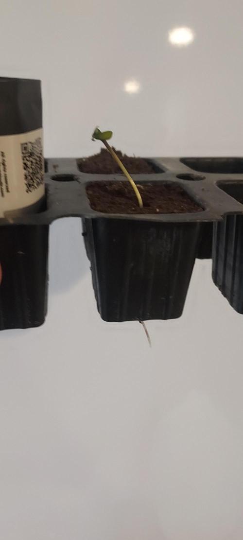 Strawberry Gorilla Auto - 3 Gallon Soil. Week 0 - Nice Taproot!