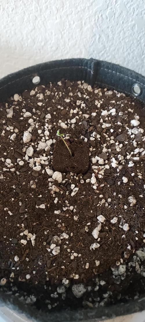 Strawberry Gorilla Auto - 3 Gallon Soil. Week 0 - She's home!