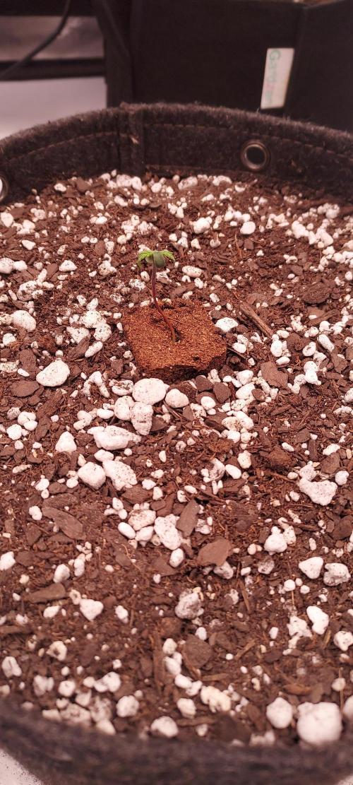 Strawberry Gorilla Auto - 3 Gallon Soil. Week 1