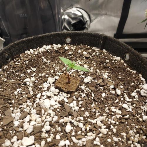 Strawberry Gorilla Auto - 3 Gallon Soil. Week 1 - Day 6