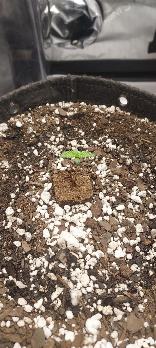 Strawberry Gorilla Auto - 3 Gallon Soil. Week 1 - Day 4