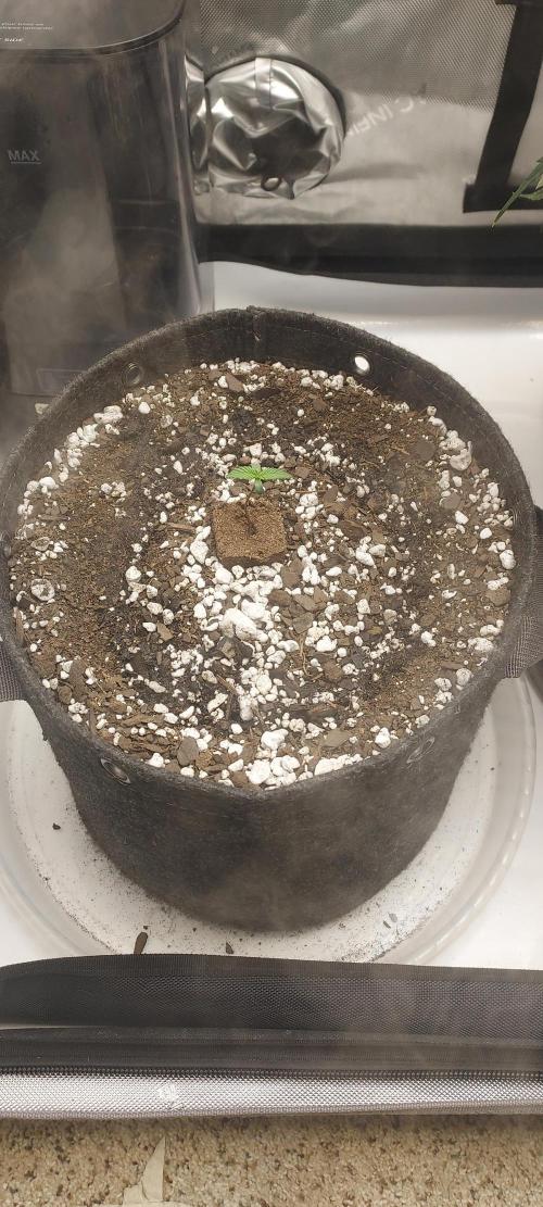 Strawberry Gorilla Auto - 3 Gallon Soil. Week 1 - Day 4
