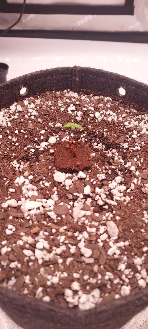 Strawberry Gorilla Auto - 3 Gallon Soil. Week 1 - Day 3