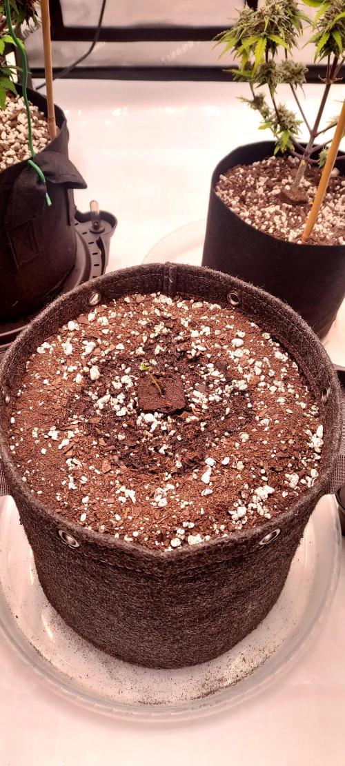 Strawberry Gorilla Auto - 3 Gallon Soil. Week 1 - Day 1