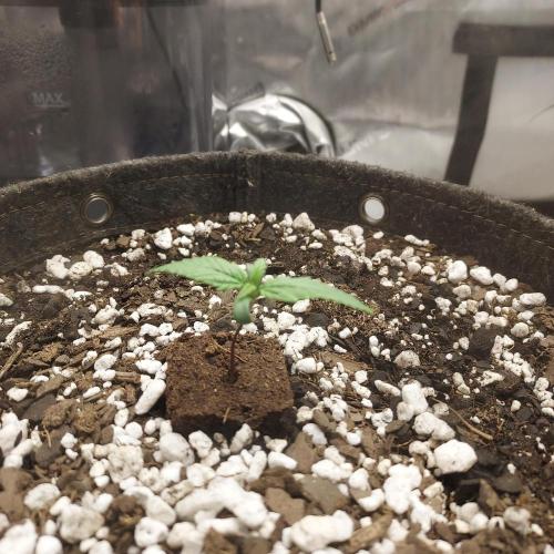 Strawberry Gorilla Auto - 3 Gallon Soil. Week 1 - Day 7 - Strong!