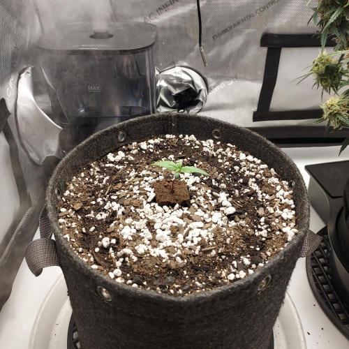 Strawberry Gorilla Auto - 3 Gallon Soil. Week 1 - Day 7