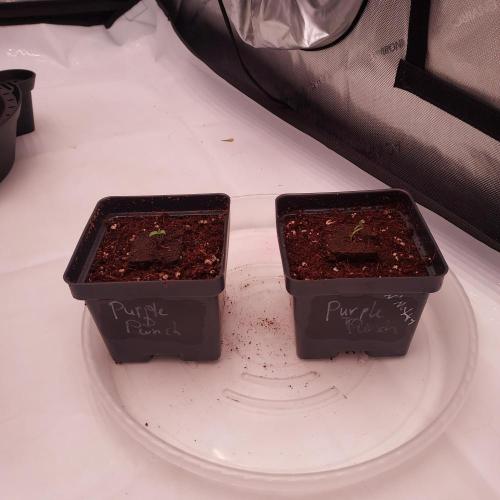 Punch Pie x 2 - Ready for a Knockout!. Week 0 - I just realized I misnamed the pots haha!