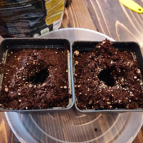 Punch Pie x 2 - Ready for a Knockout!. Week 0