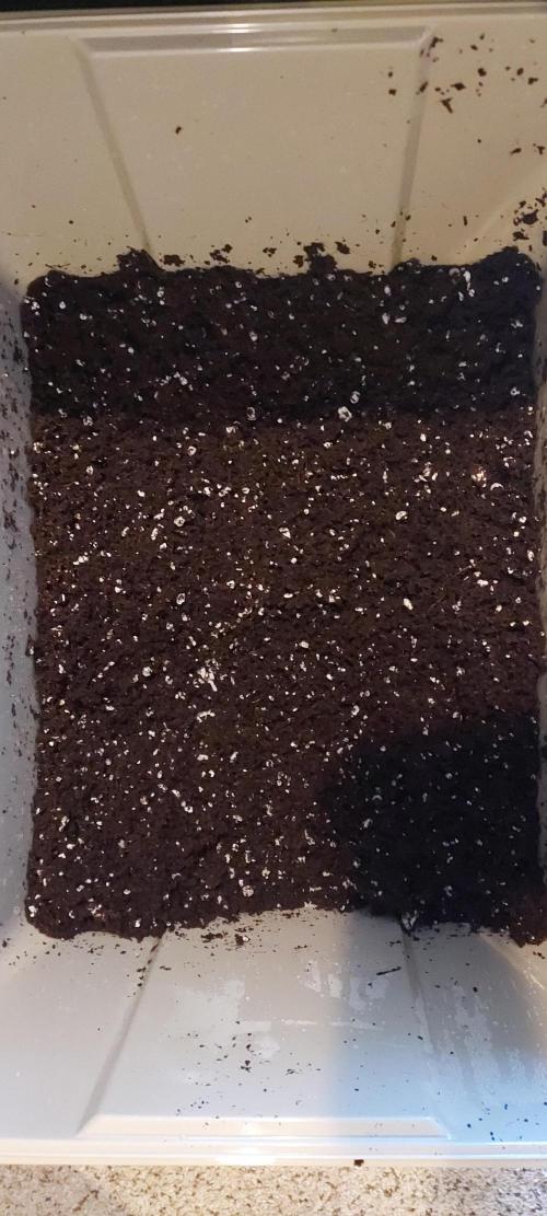 Punch Pie x 2 - Ready for a Knockout!. Week 0