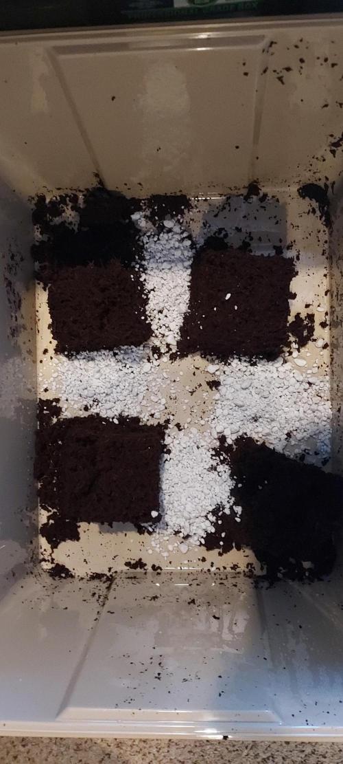 Punch Pie x 2 - Ready for a Knockout!. Week 0