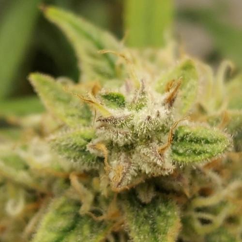 Northern Lights Auto - First Autopot Try. Week 10 - She's almost ready! Day 74