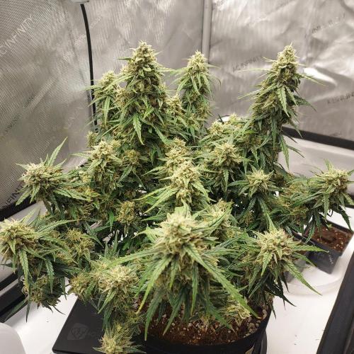 Northern Lights Auto - First Autopot Try. Week 10 - Day 74