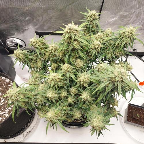 Northern Lights Auto - First Autopot Try. Week 10 - Day 74