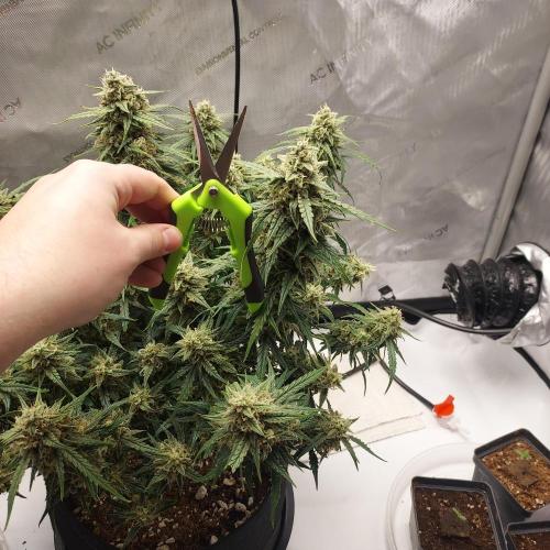 Northern Lights Auto - First Autopot Try. Week 10 - Day 74 - thick as open scissors! 