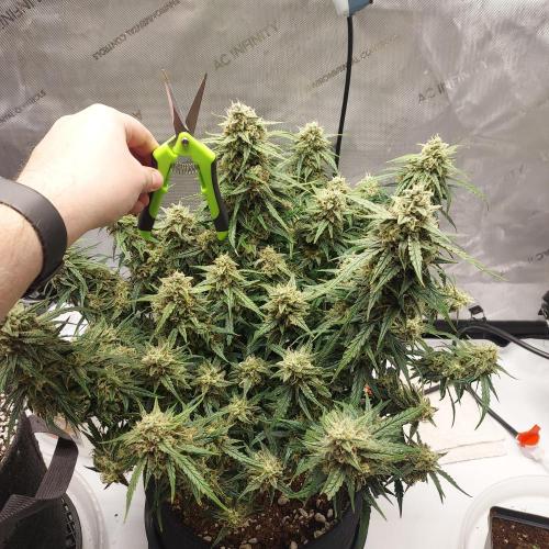 Northern Lights Auto - First Autopot Try. Week 10 - Day 74 - thick as open scissors! 