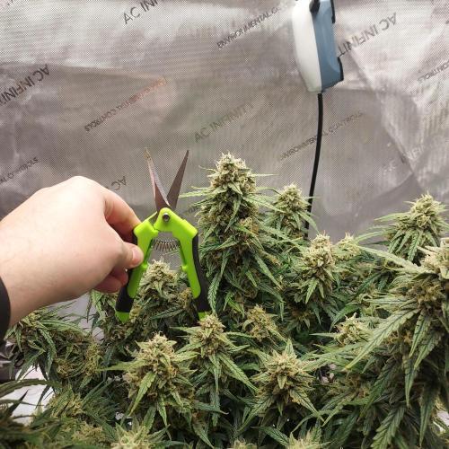 Northern Lights Auto - First Autopot Try. Week 10 - Day 74 - thick as open scissors! 