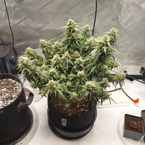 Northern Lights Auto - First Autopot Try. Week 10 - Day 74