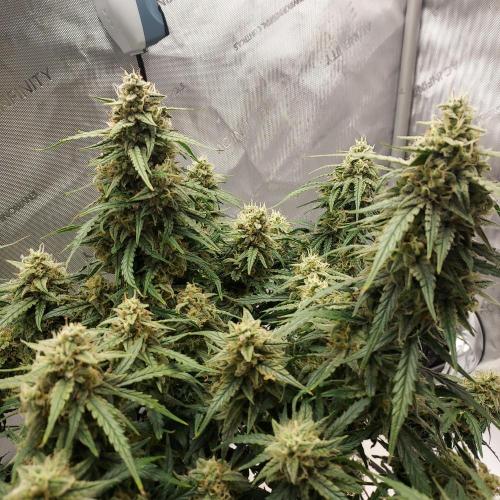 Northern Lights Auto - First Autopot Try. Week 10 - Day 72