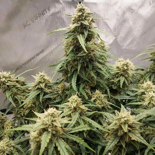 Northern Lights Auto - First Autopot Try. Week 10 - Day 72